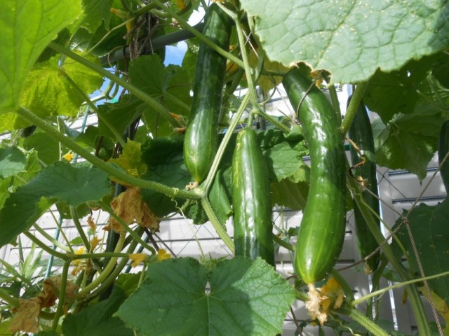 動植物の飼育栽培、野菜・花作り